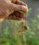 Male hand holding a Small sprout from a Rambutan seed