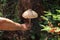 Male hand is holding umbrella mushroom in forest.