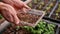 Male hand holding vegetable seeds with a mix of coco coir, peat, and perlite