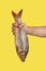 Male hand holds big fresh raw fish on yellow