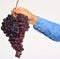 Male hand holds bunch of black grapes on white background