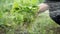 Male hand holds bunch of fresh green salad and pours it with stream of water from shower faucet, close-up view in slow