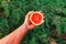 Male hand holds half a red grapefruit on the background of branches of green arborvitae. Healthy Plant Food