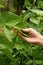 A male hand holds a young beans plant in a home garden. Beans seedlings. Flowering beans plant