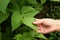 A male hand holds a young beans plant in a home garden. Beans seedlings. Flowering beans plant