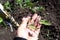 Male Hand Inspecting Wind Scorched Tomato Plant