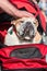 Male Hand Pets English Bulldog On Top Of Head