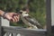 Male hand petting a kookaburra bird perching on a handrailing