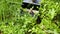 Male hand picking blueberries with berry scoop tool