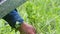 Male hand picking blueberries with berry scoop tool