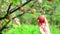 Male hand picking ripe apple fruit from a branch in orchard on a bright summer day.