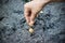 Male hand planting palm seeds in soil on nature background