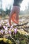 Male hand reaching down to touch a beautiful purple saffron flower