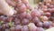 Male hand selecting fresh grapes at the supermarket