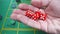 Male hand shakes red dice in slow motion against the background of a green roulette table in a casino. Man gambler