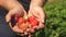 Male hand shows red strawberries in his hands. farmer gathers ripe berry. gardener palm shows delicious strawberries in