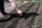 Male hand sows seeds. Important steps to take care of your home garden.