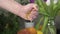 Male hand squeeze lemon with one hand. On background there are fruits and plants.