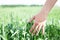 Male hand touching a golden wheat ear in the wheat field. Farmer Walking Through Field Checking Wheat Crop. Plant, nature, rye. Cr