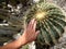 Male hand touching prickly cacti spines. Globular round cactus plant drought rocks. Giant big habit green color dry arid