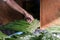 Male hand tying spring green queue onions at the Port Louis market in Mauritius