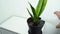 A male hand watering sansevieria home plant on the bedside table