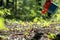 Male hand watering a young plant in the middle of forested area