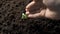 Male hand watering young plant over green background,seed planting