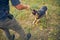 Male handler training detection dog in grassy field