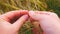 Male hands in barley field. Grain in the hands. Man hands holding barley grain. Farmer check the quality of spikelet and