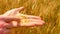 Male hands in barley field. Grain in the hands. Man hands holding barley grain. Farmer check the quality of spikelet and grain