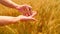 Male hands in barley field. Grain in the hands. Man hands holding barley grain. Farmer check the quality of spikelet and grain