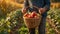 male hands with a basket of ripe apples nature gardening season