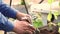 Male hands carefully plant a flower on a flower bed in a pot close-up.