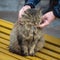 Male hands caress a large fluffy cat sitting on a bench in the street