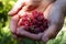 Male hands close up. The sunbeam falls on the hands of the farmer holding red raspberries.