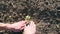 Male hands of farmer planting green sprout of sunflower and gently press a ground around small seedling at sunny day