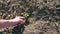 Male hands of farmer planting green sprout of sunflower in the ground at summer season. Young man caring about small