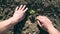 Male hands of farmer planting green sprout of sunflower in the ground at summer season. Young man caring about small