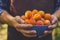 Male hands with full bowl of ripe apricots