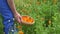 Male hands gather marigold calendula herb blooms to wicker dish. 4K