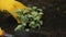 Male hands gloves planting green seedling in soil by garden shovel, greenhouse