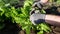 Male hands in gloves sort and pluck the leaves of green lettuce in the garden