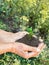 Male hands with handful soil with green sprout