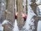 Male hands hold bark of tree trunk. Rough tree bark with snow