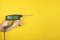 Male hands hold new Puncher or drill isolated on yellow background