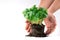 Male hands hold plants ready for planting. Basil. Seedlings of green basil. On a white background