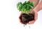 Male hands hold plants ready for planting. Basil. Seedlings of green basil. On a white background