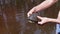 Male Hands Holding a European Pond Turtle on a Blurred Background of a River