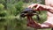Male Hands Holding a European Pond Turtle on a Blurred Background of a River